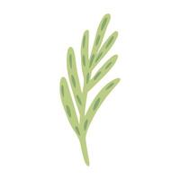 Twig rosemary isolated on white background. Cute hand drawn botanical sketch for any purpose. vector