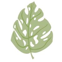 Tropical monstera leaf isolated on white background. Abstract botanical element green color. Sketch in style doodle. vector