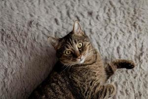 striped domestic cat photo