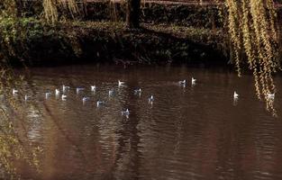 Gulls rest in the water photo