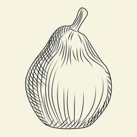 Hand drawn pear isolated on background. Engraving vintage style. vector