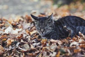 gato callejero durmiendo foto