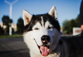 perro husky al aire libre foto