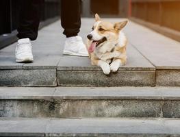 Little corgi dog portrait photo