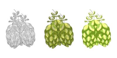 Green hops for brewing isolated on white background. Hand drawn hops herb. vector