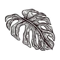 Engraved monster leaf isolated. Retro element tropical plants in hand drawn style. vector