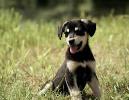 cute puppy with tongue photo