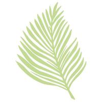 Tropical palm leaf isolated on white background. Abstract botanical element green color. Sketch in style doodle. vector