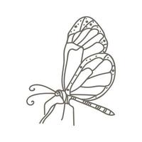 line drawing butterfly vector