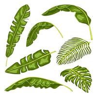 Set tropical leaf isolated on white background. Realistic exotic leaves. vector