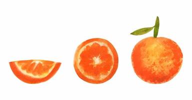 Watercolor orange fruit set. Sliced exotic citrus isolated icon. Textured mandarine or clementine painting. vector