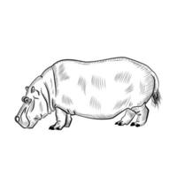 Hippopotamus isolated on white background. Sketch graphic animal powerful savannah in engraving style. vector