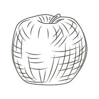 Apple in engraved style isolated on white background. Vintage sketch outline fruit close up. vector