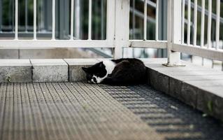 homeless cat sleeps photo