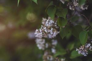 fragancia primaveral de lilas en flor foto