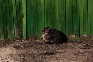 gato doméstico cerca de una antigua valla de madera foto