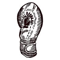 Boxing gloves side sketch isolated. Sporting equipment for boxing in hand drawn style. vector