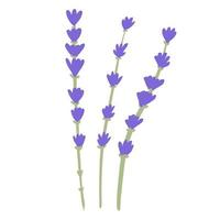 flor de lavanda aislado sobre fondo blanco. hermosos bocetos botánicos dibujados a mano para cualquier propósito. vector