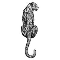 Leopard in engraving style isolated on white background. Hand drawn wildlife sitting animal. Vintage sketch cheetah. vector