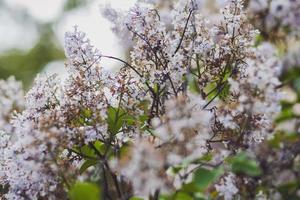 Beautiful Lilac blossom in park photo