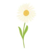 Flower chamomile on stem isolated on white background. Beautiful hand drawn botanical sketches for any purpose. vector