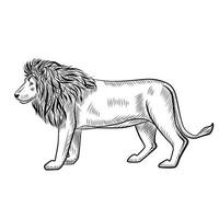 Lion isolated on white background. Sketch graphic predator of savannah in engraving style. vector