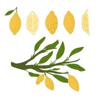 Set from lemon, twigs with foliage on white background. Abstract botanical sketch hand drawn in style doodle. vector