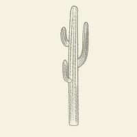 Wild saguaro cacti sketch. Hand drawn cactus isolated on light background. vector