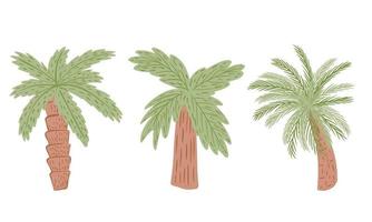 establecer palmeras aisladas sobre fondo blanco. planta tropical abstracta con follaje verde y tronco de árbol marrón. vector