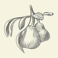 Hand drawn pear vector illustration. Engraving vintage style.