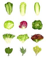 Set lettuce isolated on white background. Different kind salads. vector