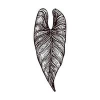 Engraved alocasia leaf isolated. Retro element tropical plants in hand drawn style. vector