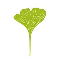 Green ginkgo isolated on white background. Tropical tree in doodle. vector