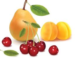 Cherry Fruit background vector