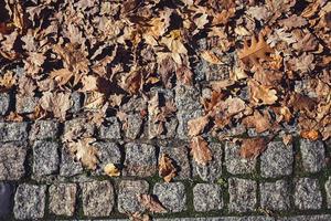 old paving tiles photo