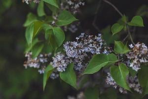 hermosa flor lila foto