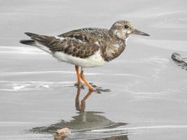 Ruddy Turnstone C photo