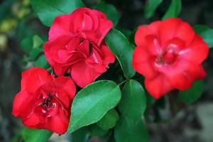 Red roses in the summer garden. photo