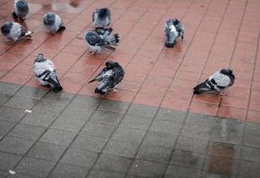 Pigeons on the street photo