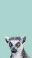 portada con retrato de un divertido lémur de madagascar de cola anillada disfrutando del verano, primer plano, detalles, fondo del espacio de copia. concepto de biodiversidad y conservación de la vida silvestre. foto