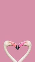 Cover page with two rosy flamingos forming a heart shape with their heads and necks isolated at smooth light pink or rosy background with copy space, closeup, details. Love and glamour concept photo