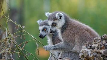 retrato de dos divertidos lémures de madagascar de cola anillada disfrutando del verano, de cerca, detalles. concepto de biodiversidad y conservación de la vida silvestre. foto