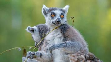 retrato de dos divertidos lémures de madagascar de cola anillada disfrutando del verano, de cerca, detalles. concepto de biodiversidad y conservación de la vida silvestre. foto