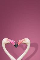 Cover page with two rosy flamingos forming a heart shape with their heads and necks isolated with shadows at gradient rosy background with copy space. Love, dating and glamour concept. photo