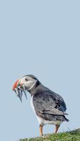 Cover page with seabird North Atlantic puffin holding herring fish in its beak at Faroe island Mykines, at blue sky solid background with copy space. Concept of biodiversity and wildlife conservation photo