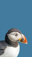 Cover page with seabird North Atlantic puffin at Faroe island Mykines, at blue sky solid background with copy space. Concept of biodiversity and wildlife conservation. photo