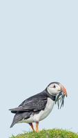 Cover page with seabird North Atlantic puffin holding herring fish in its beak at Faroe island Mykines, at blue sky solid background with copy space. Concept of biodiversity and wildlife conservation photo