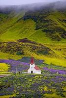 Lonely Lutheran Myrdal church surrounded by violet and pink lupine and yellow meadow flowers at Vik town, South Iceland, at summer sunny day with many visitors and tourists. photo