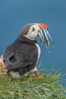 North Atlantic puffin with herring fish in its beak at Faroe island Mykines, late summer, closeup, details photo