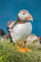 Rookery of North Atlantic puffins at Faroe island Mykines, late summer time, closeup, details photo